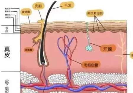 自体脂肪填充会引起排异反应吗